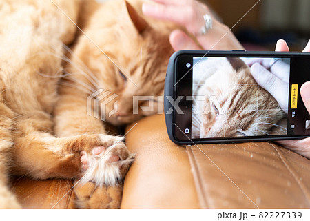 ペットをスマホでパシャリ　　茶トラ猫 82227339