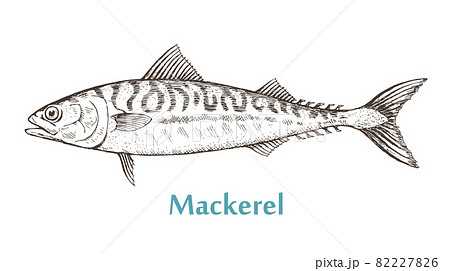 Sea fish mackerel on a white background Sea fish mackerel on a white background 82227826