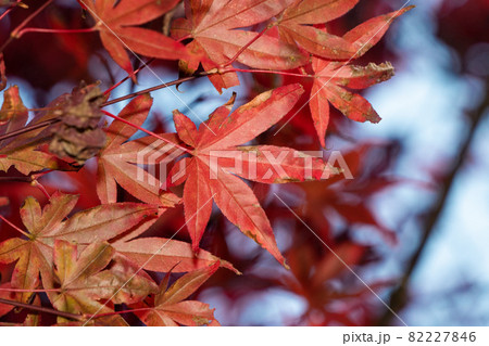 楓 カエデ メープル 82227846