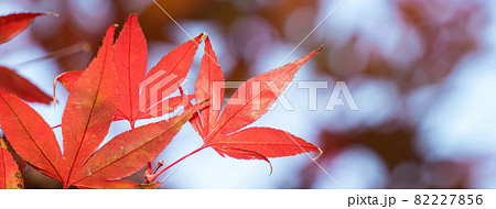 楓 カエデ メープル 82227856