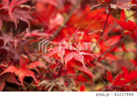 楓 カエデ メープル 82227898