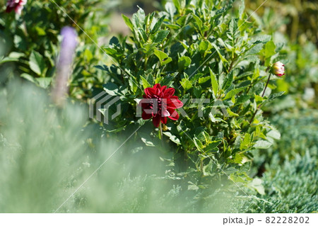 ダリア ダリア 82228202