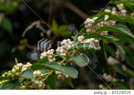 白式部　シロシキブ 82229016