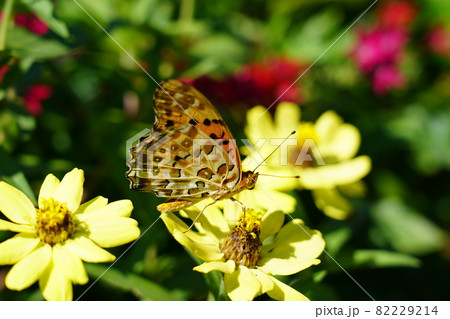 ツマグロヒョウモン 82229214