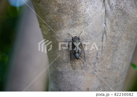 ツクツクボウシ 82230082