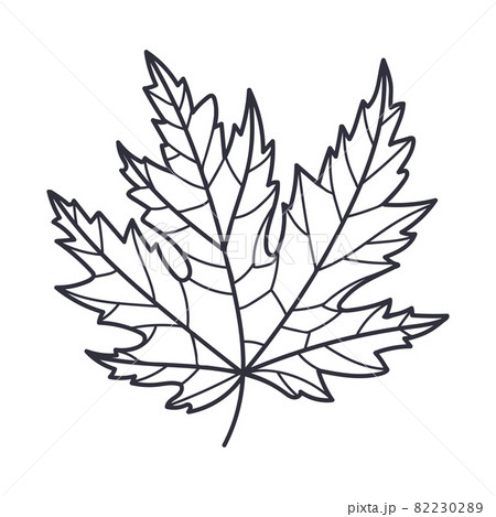 Hand Drawn Autumn Maple Leaf Contour or Outline Vector Illustration Hand Drawn Autumn Maple Leaf Contour or Outline Vector Illustration 82230289