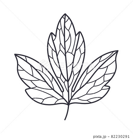 Hand Drawn Autumn Leaf Contour or Outline Vector Illustration 82230291