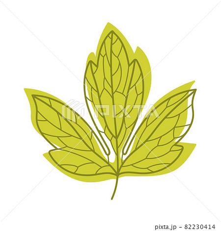 Green Autumn Leaf with Veins as Seasonal Foliage on Stem Vector Illustration Green Autumn Leaf with Veins as Seasonal Foliage on Stem Vector Illustration 82230414