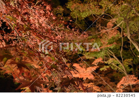 真っ赤な紅葉 82230545