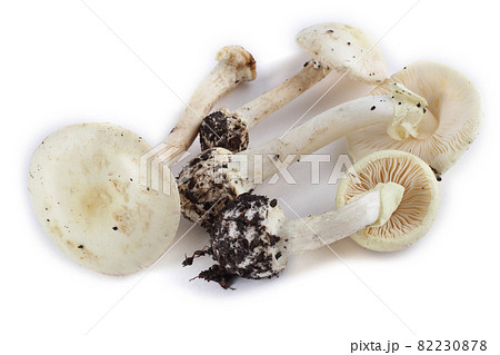 Amanita verna (destroying angel, mushroom fool, fool's mushroom). Deadly poisonous mushroom Amanita verna (destroying angel, mushroom fool, fool's mushroom). Deadly poisonous mushroom 82230878