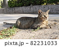 黄昏れる猫 82231033