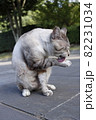 毛繕いする猫 82231034
