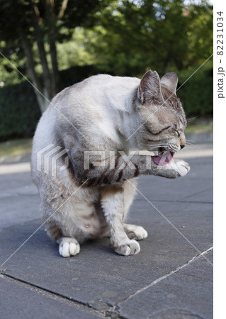 毛繕いする猫 毛繕いする猫 82231034