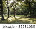 木漏れ日 82231035