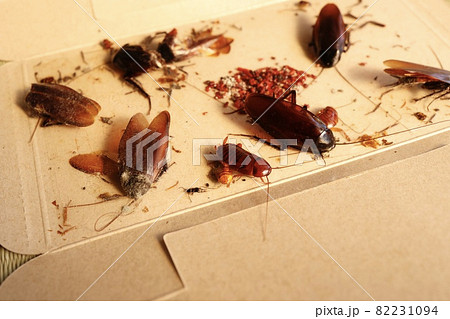 クロゴキブリの幼虫 成虫が捕獲用粘着シートに捕まっているの写真素材