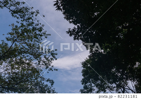 木々と夏の空 82231181
