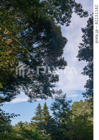 木々と夏の空 82231182