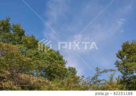 木々と青空 82231188