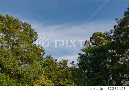 木々と青空 82231193