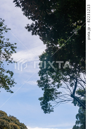 木々と夏の空 82231213