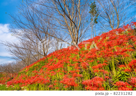 【香川県 三豊市】彼岸花が満開の秋の宝山湖 【香川県 三豊市】彼岸花が満開の秋の宝山湖 82231282
