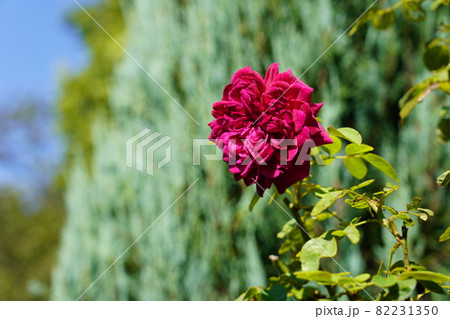 ウィリアム シェイクスピア 2000 ウィリアム シェイクスピア 2000 82231350