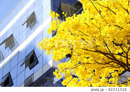 サンパウロの街中に咲くブラジル国花のイペー 82231526
