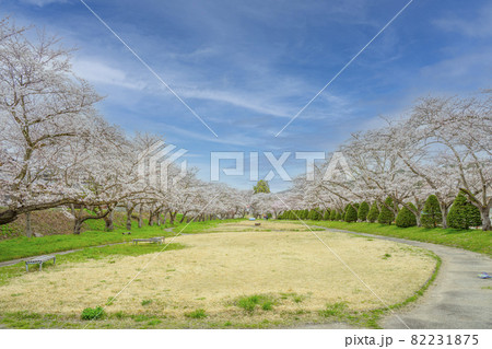 桜が広がる公園 82231875