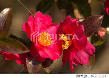 小鳥の森（三徳園）　早春の陽射しに内緒話をするように向き合って咲く赤いサザンカの花　岡山県岡山市東区 82232054