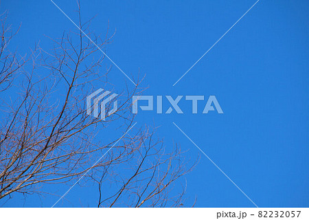 小鳥の森（三徳園）の冬枯れのケヤキの梢と早春の青空　岡山県岡山市東区 82232057