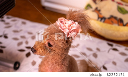 男の子にピンクのシュシュ - シュシュしたワンちゃん01 トイプードル オス 5歳 男の子にピンクのシュシュ - シュシュしたワンちゃん01 トイプードル オス 5歳 82232171