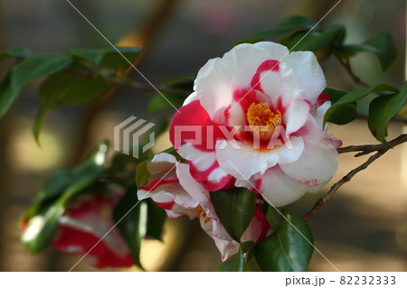 厳冬に凛と咲く 82232333