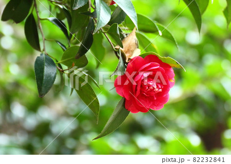 厳冬に凛と咲く 82232841