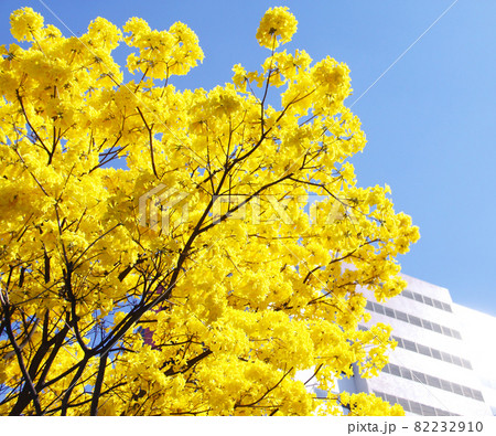 サンパウロ市内で満開に咲くブラジル国花のイペーと青空 82232910