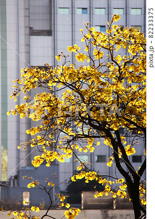 サンパウロの街中に咲くブラジル国花のイペー サンパウロの街中に咲くブラジル国花のイペー 82233375