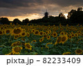 ひまわり畑の夕暮れ　岡山県総社市備中国分寺 82233409
