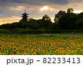 ひまわり畑の夕暮れ　岡山県総社市備中国分寺 82233413