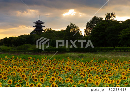 ひまわり畑の夕暮れ　岡山県総社市備中国分寺 82233413