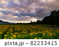 ひまわり畑の夕暮れ　岡山県総社市備中国分寺 82233415