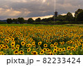 ひまわり畑の夕暮れ　岡山県総社市備中国分寺 82233424