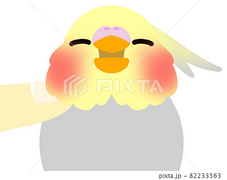 オカメインコ　カキカキ 82233563