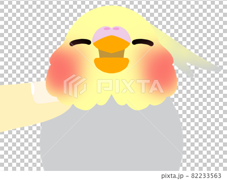 玄鳳鸚鵡柿子 玄鳳鸚鵡柿子 82233563