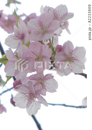 鮮やかなピンク色に咲く 82233609