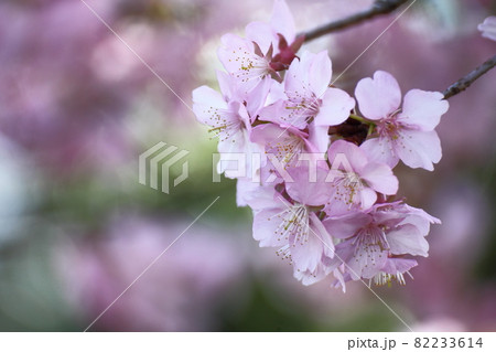 鮮やかなピンク色に咲く 鮮やかなピンク色に咲く 82233614