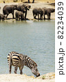タンザニアのタランギレ国立公園の綺麗な水辺で水を飲むシマウマと象の群れ 82234039