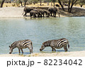 タンザニアのタランギレ国立公園の綺麗な水辺で水を飲むシマウマと象の群れ 82234042