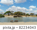 タンザニアのタランギレ国立公園の綺麗な青空の下で水を飲む野生動物たち 82234043