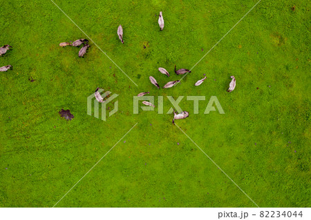 Drone flying over various brown white mustangs and cows running on meadow and graze grass on the farmland. Aerial view. Group of animals on pasture. Rural scene. Endangered free families of wild horse 82234044