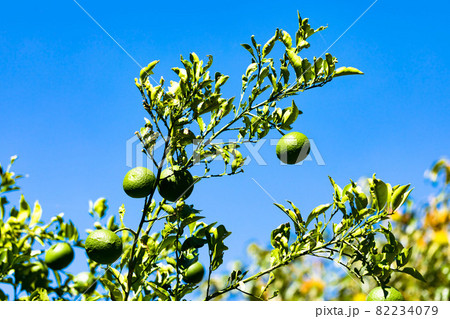 埼玉県花と緑の振興センター ナツミカンと青空 埼玉県花と緑の振興センター ナツミカンと青空 82234079