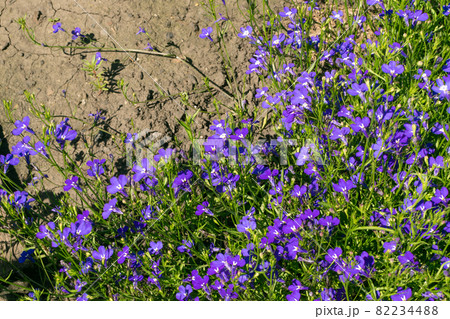 Blue violet lobelia flowers, Lobelia erinus, Edging Lobelia 82234488